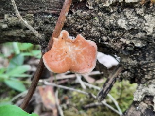 Neofavolus alveolaris