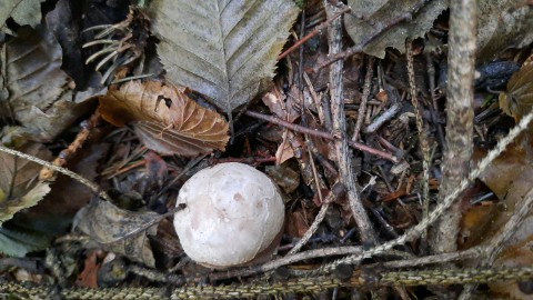 Clathrus archeri