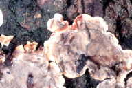 Stereum sanguinolentum