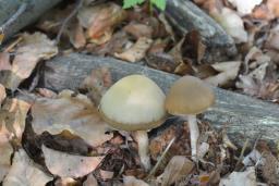 Psathyrella tephrophylla