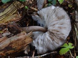 Pluteus atromarginatus