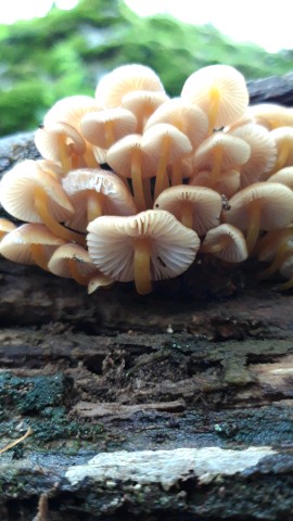 Mycena renati