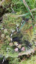 Xylaria hypoxylon