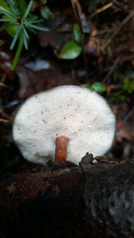 Lentinus brumalis