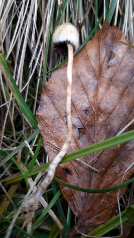 Psilocybe semilanceata