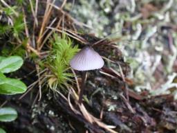 Mycena purpureofusca