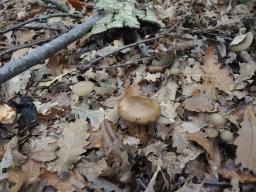 Hygrophorus persoonii