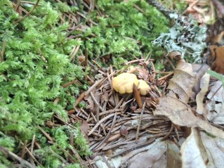 Cantharellus cibarius