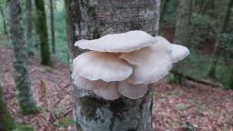 Pleurotus pulmonarius