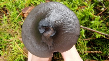 Entocybe nitida