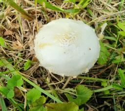 Agrocybe dura