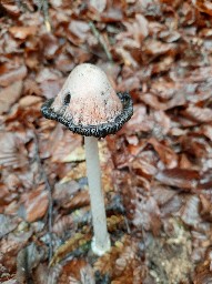 Coprinus comatus