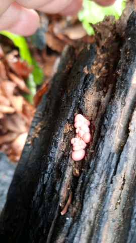 Lycogala epidendrum