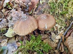 Inocybe asterospora
