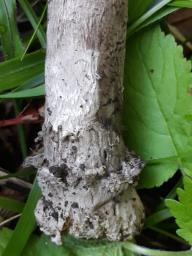 Amanita ceciliae