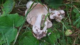 Leucocybe connata