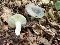 Russula parazurea