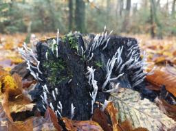 Xylaria hypoxylon