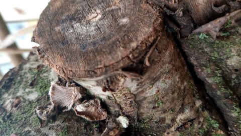 Schizophyllum commune