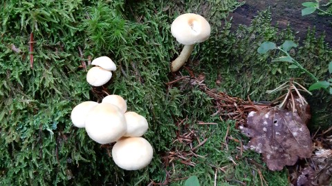 Hypholoma fasciculare