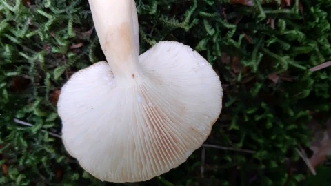 Lactifluus volemus