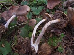 Cortinarius falsosus