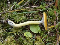 Hygrophorus speciosus