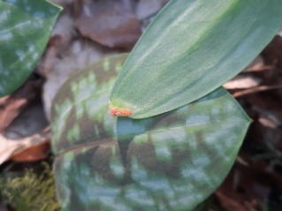 Uromyces erythronii