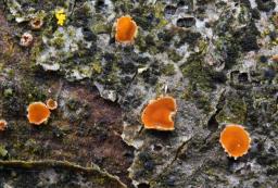 Orbilia carpoboloides