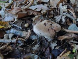 Cortinarius aprinus