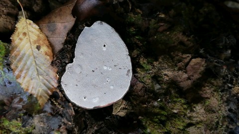 Ganoderma applanatum