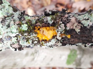 Tremella mesenterica