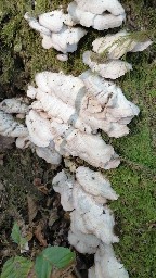 Trichaptum biforme