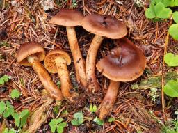 Cortinarius sommerfeltii