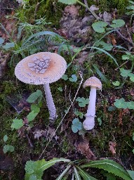 Amanita ceciliae
