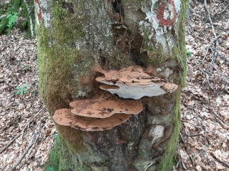 Ganoderma applanatum