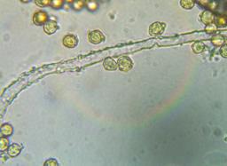 Tulostoma brumale