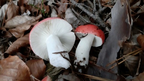 Russula paludosa