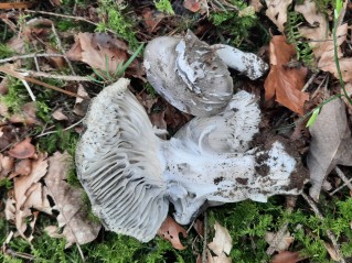Hygrophorus marzuolus