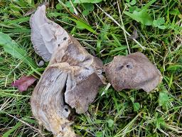 Pseudotricholoma metapodium