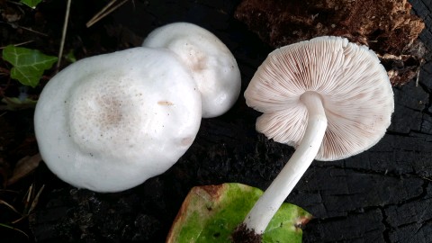 Pluteus petasatus