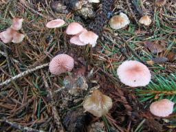 Mycena rosella