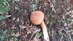 Cortinarius orellanus