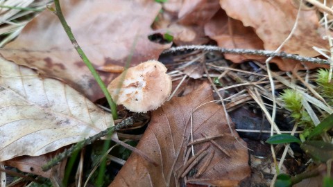 Lentinus brumalis