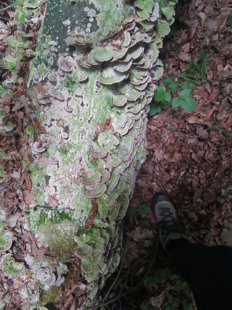 Trichaptum biforme