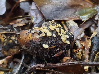 Hymenoscyphus fructigenus