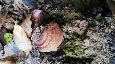 Ganoderma applanatum