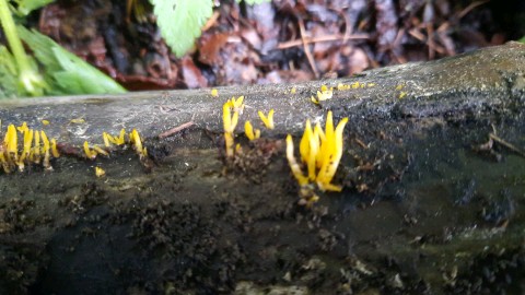 Calocera cornea