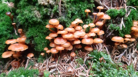 Xeromphalina campanella