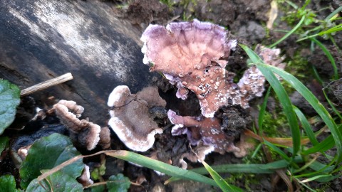 Chondrostereum purpureum